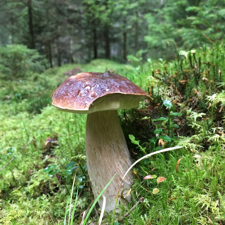 Schneeschuhtouren